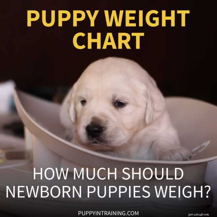 Tableau de poids du chiot – Combien de poids un chiot nouveau-né devrait-il prendre par jour ?