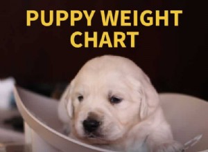 Таблица веса щенка – сколько веса должен прибавлять новорожденный щенок в день?