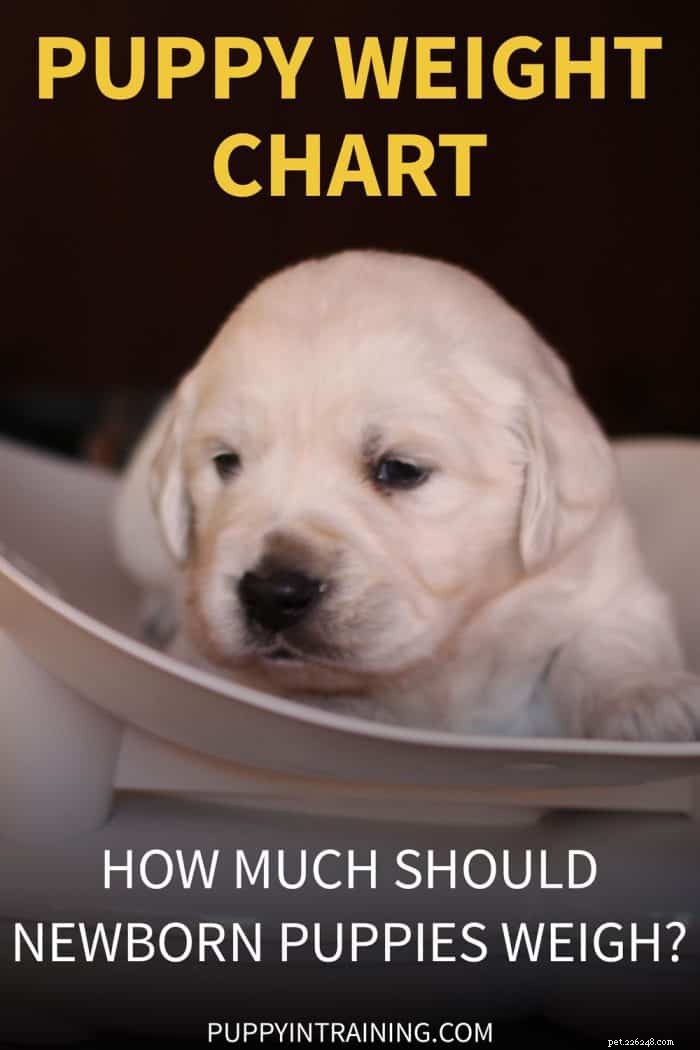 Tabella del peso del cucciolo:quanto peso dovrebbe guadagnare un cucciolo appena nato al giorno?