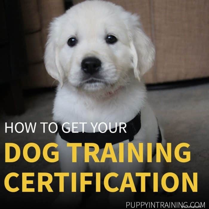 Certificering voor hondentraining:hoe word ik een gecertificeerde hondentrainer?