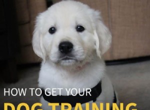 강아지 훈련 인증:공인 개 조련사가 되려면 어떻게 해야 합니까?