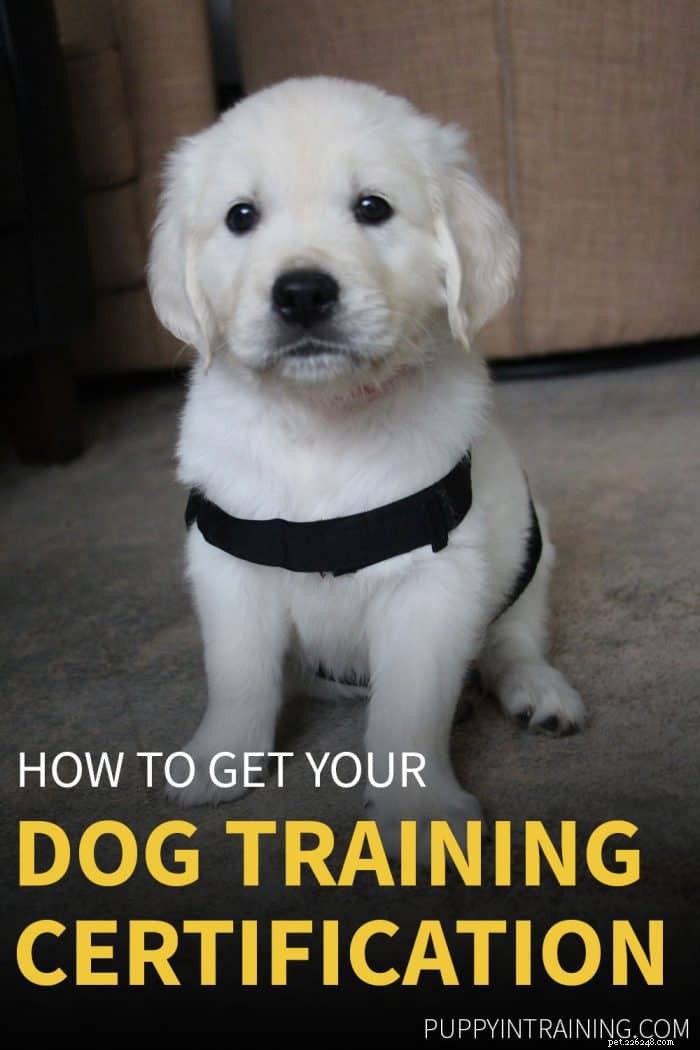 Certificação de treinamento de cães:como me tornar um treinador de cães certificado?