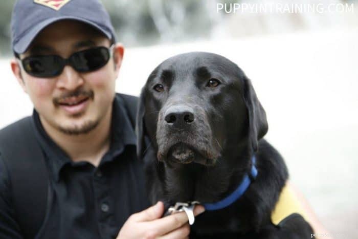 ステットソン私たちの最初の盲導犬の子犬のトレーニング 