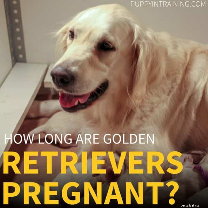 Hoe lang zijn Golden Retrievers zwanger?
