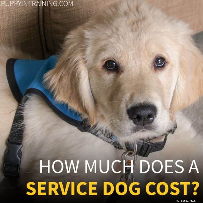 Quanto costa un cane da assistenza?