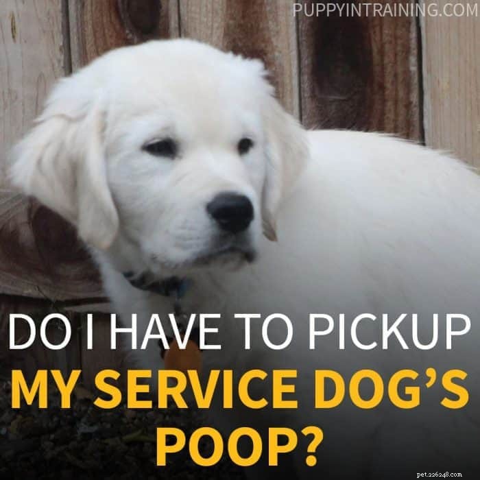 Dois-je ramasser les excréments de mon chien d assistance ?