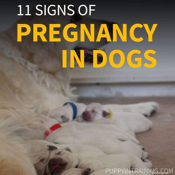 Como saber se sua cadela está grávida sem ir ao veterinário? [11 sinais de gravidez canina]
