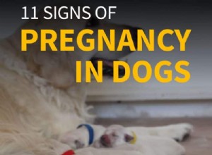 수의사에게 가지 않고 개가 임신했는지 어떻게 알 수 있습니까? [11 개 임신 징후]