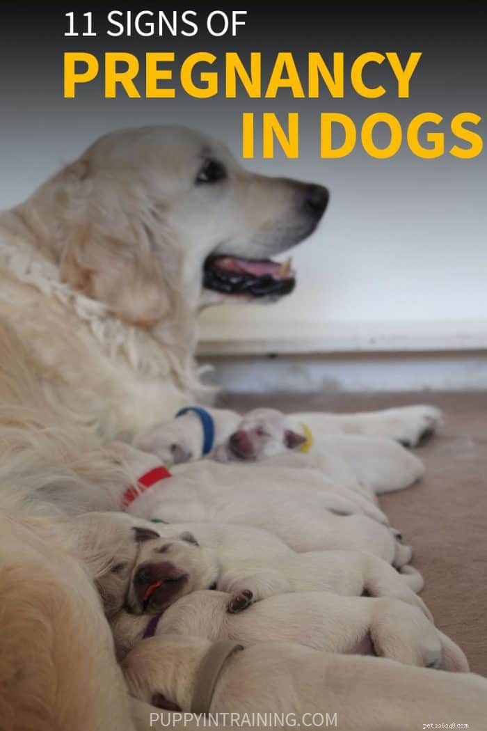 Hoe weet u of uw hond zwanger is zonder naar de dierenarts te gaan? [11 zwangerschapstekens bij honden]
