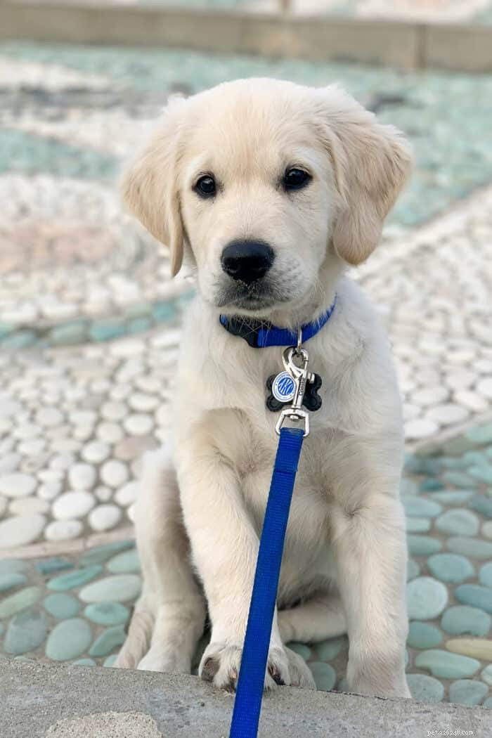 Plus de 100 noms de chiens Golden Retriever – Comment nommer votre chiot ?