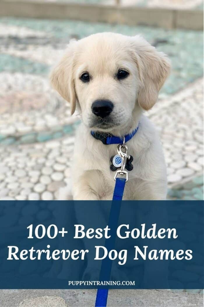Mais de 100 nomes de cães Golden Retriever – Como você deve nomear seu filhote?