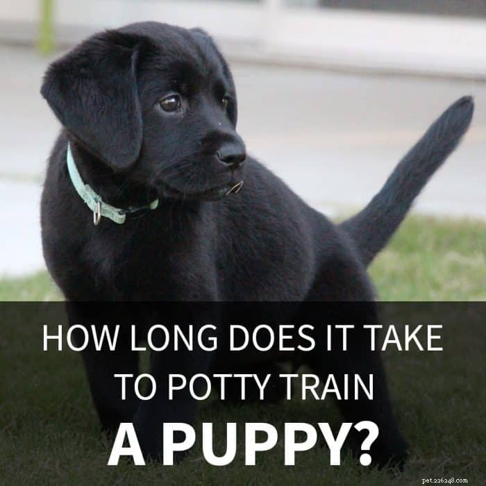 Quanto tempo ci vuole per addestrare un cucciolo al vasino?