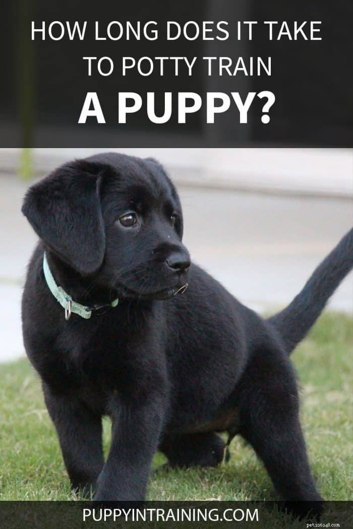 Hoe lang duurt het om een ​​puppy zindelijk te maken?