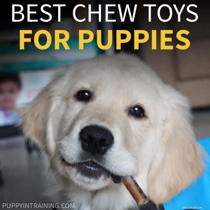 Jaké jsou nejlepší žvýkací hračky pro štěně? [Naše nejlepší tipy pro rok 2021]