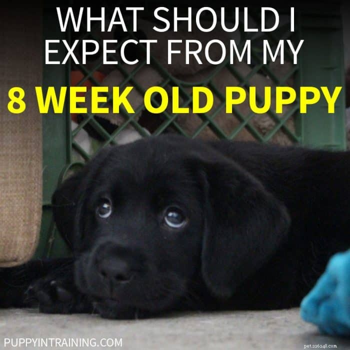 8주 된 강아지에게 무엇을 기대해야 하나요?
