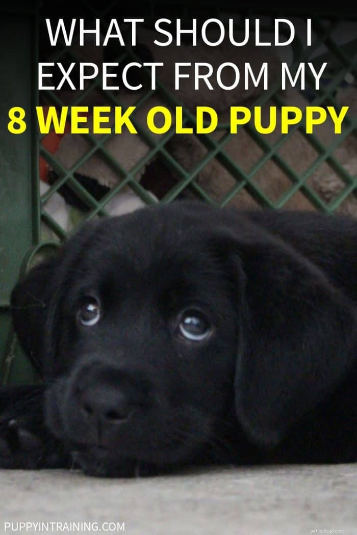 Wat kan ik verwachten van mijn 8 weken oude puppy? 