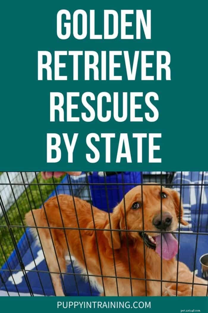Golden Retriever Rescues By State – The Ultimate List