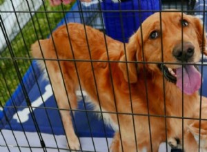 Golden Retriever Rescues By State – The Ultimate List