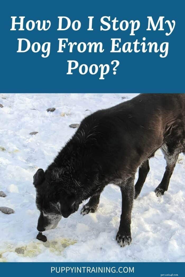 犬がうんちを食べるのを止めるにはどうすればよいですか？ 