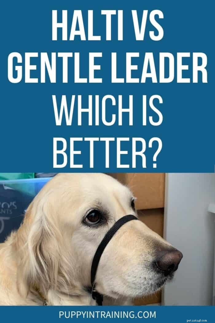 Halti vs. Gentle Leader. Qual é melhor?