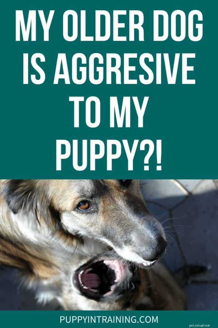 私の年上の犬は私の子犬に攻撃的です！私は何をすべきか？ 