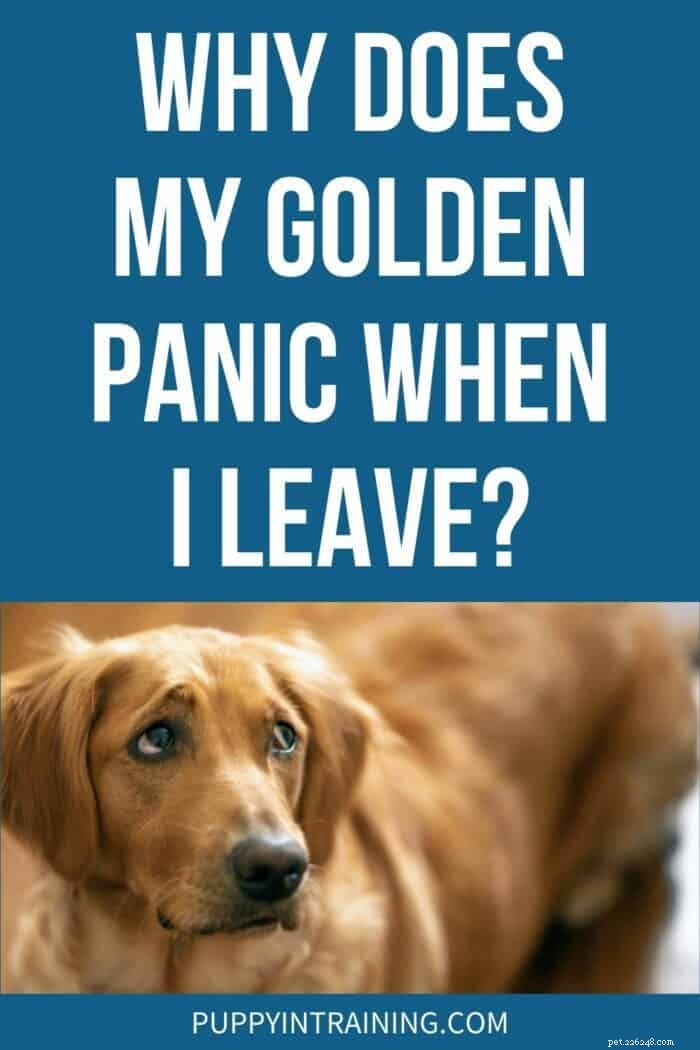 Pourquoi mon Golden panique-t-il quand je pars ?