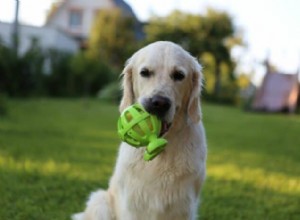 Por que meu Golden Retriever não solta seus brinquedos?