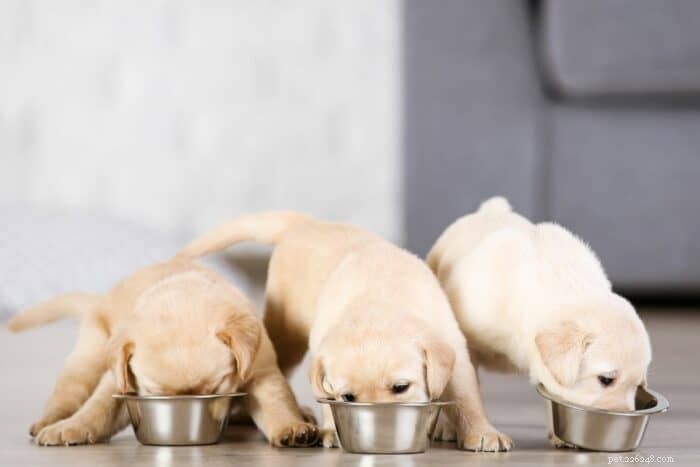 子犬を1日2食に切り替える時期–給餌ガイド 
