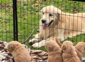 犬は何歳で子犬を飼うことができますか？そして何歳ですか？ 