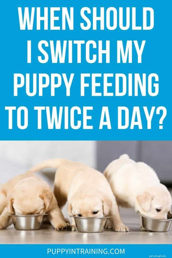 Wanneer moet je een puppy omschakelen naar twee maaltijden per dag - Voedingsgids
