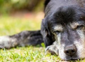 Como colocar um cachorro para dormir e quando saber que é a hora certa