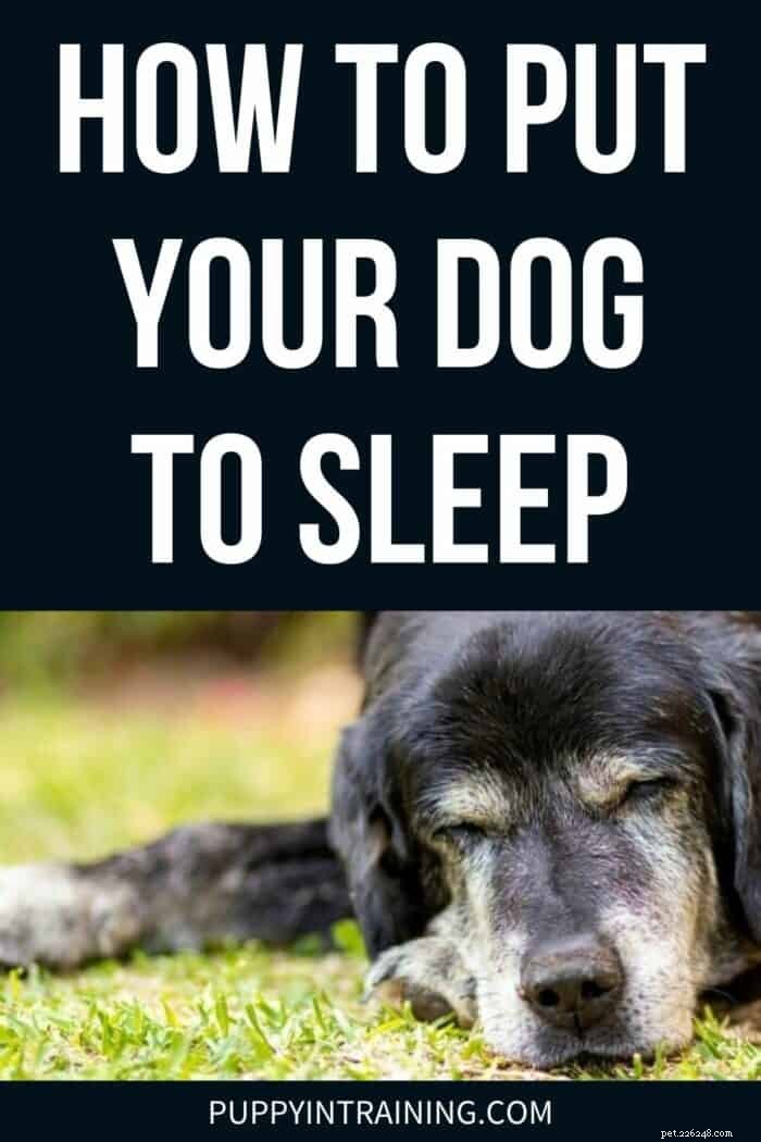 Como colocar um cachorro para dormir e quando saber que é a hora certa