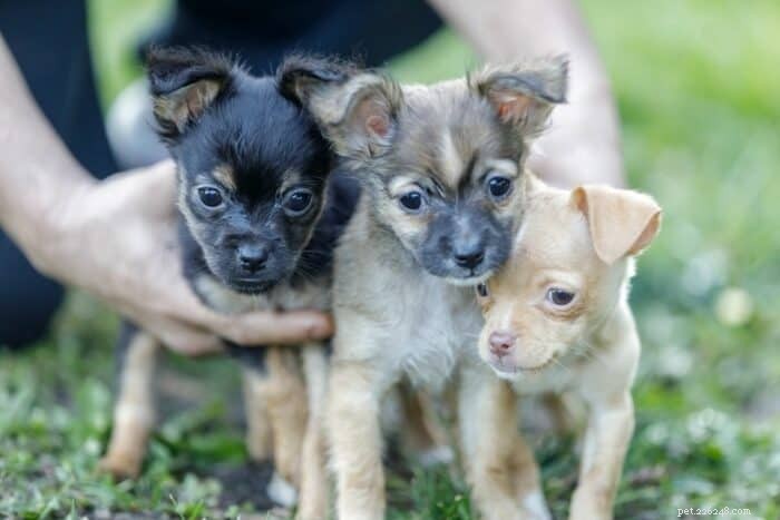 Combien de chiots un Chihuahua peut-il avoir dans une seule portée ?