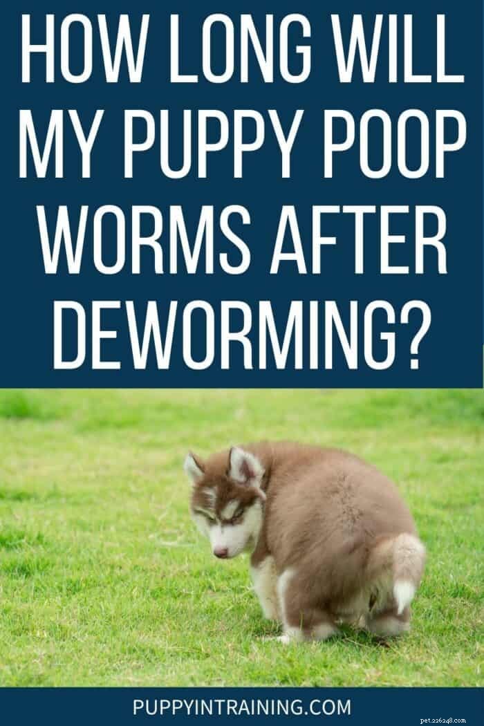 Hoe lang zal mijn puppy wormen na het ontwormen?