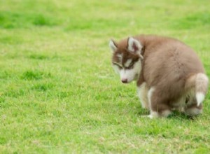 Por quanto tempo meu filhote de cachorro fará cocô após a desparasitação?