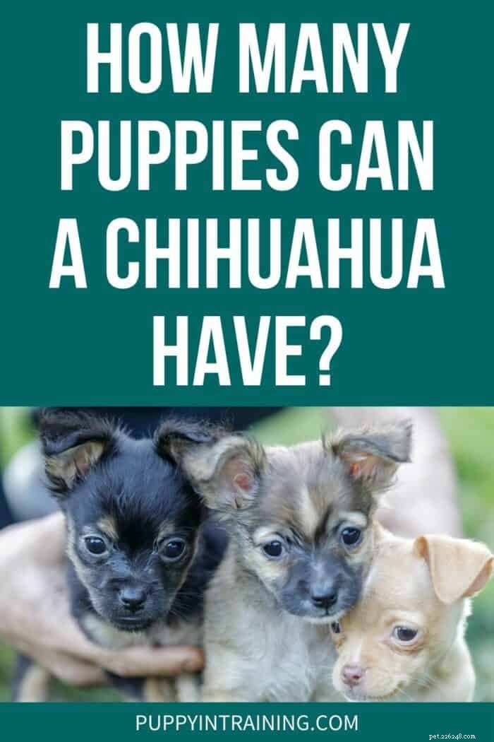 チワワは一腹に何匹の子犬を飼うことができますか？ 
