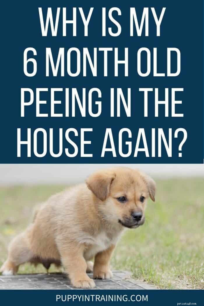 私の生後6ヶ月の子犬が再び家でおしっこをしているのはなぜですか？ 