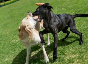 Como prevenir e impedir que cães domésticos briguem