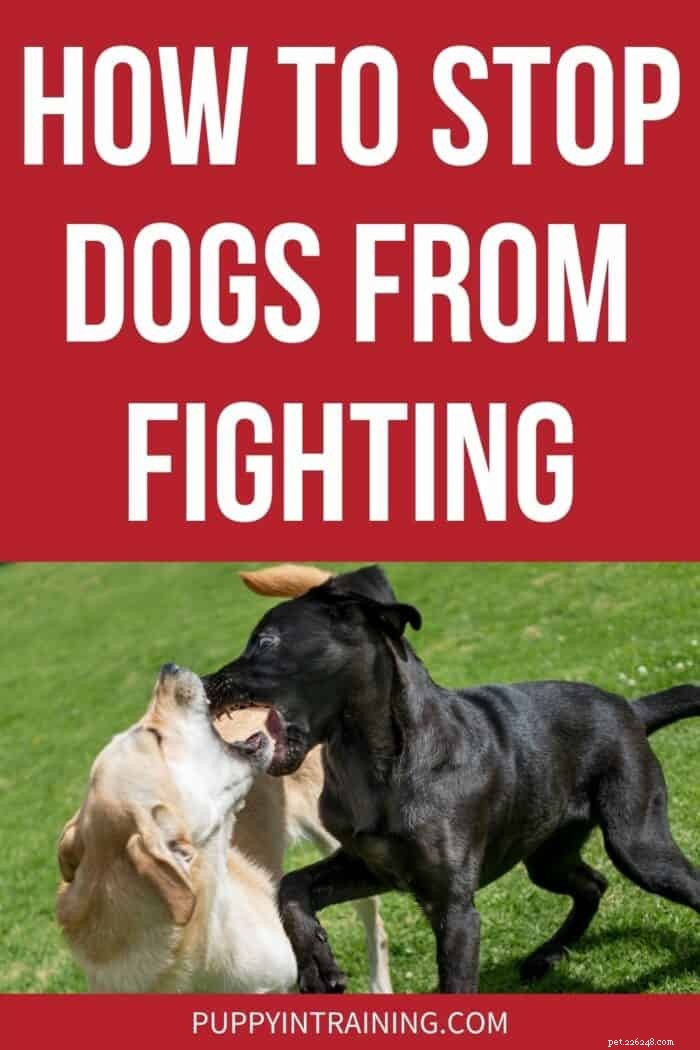 飼い犬の戦闘を防止および阻止する方法 
