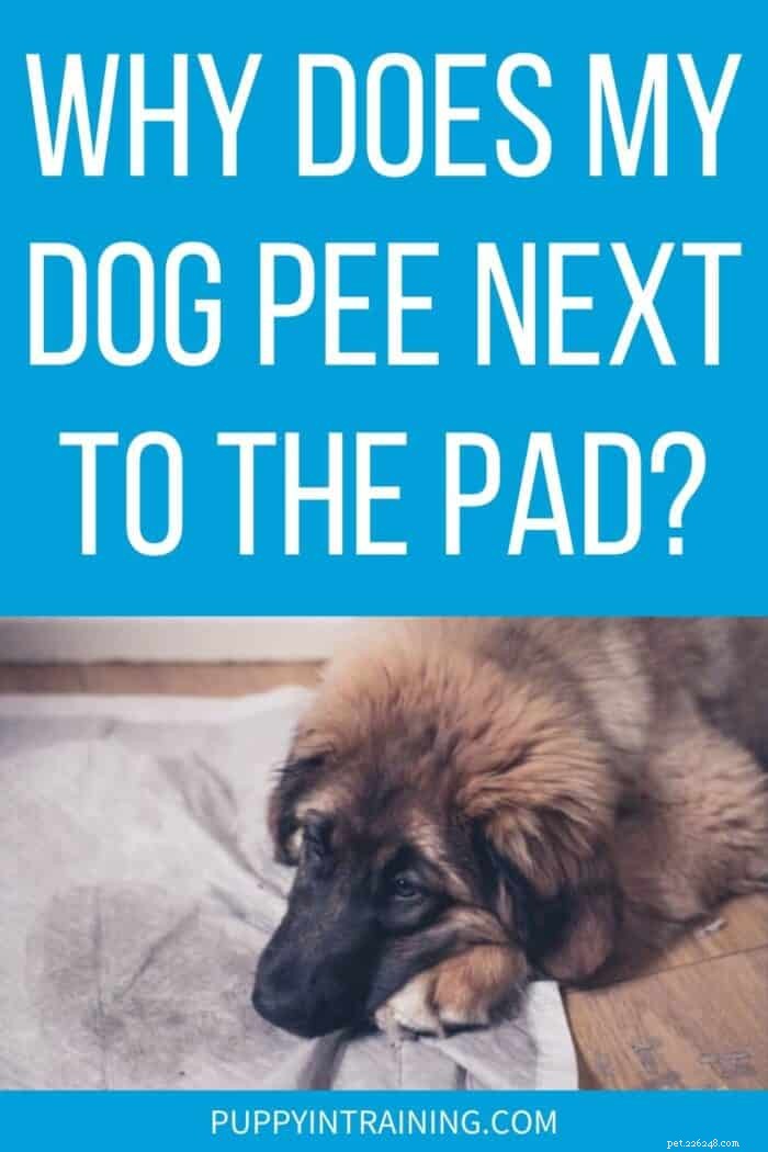 Perché il mio cane fa pipì vicino al pad e non sul pad?
