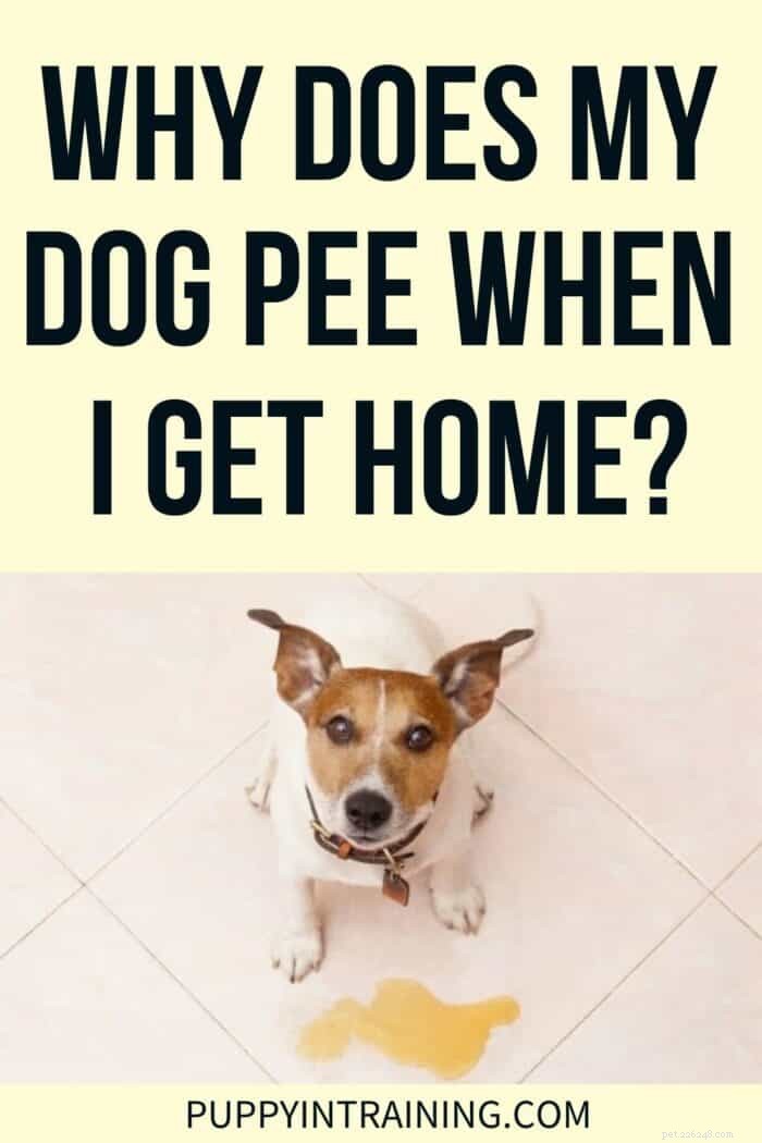 家に帰ると犬のおしっこ！それは興奮ですか、それとも従順な排尿ですか？