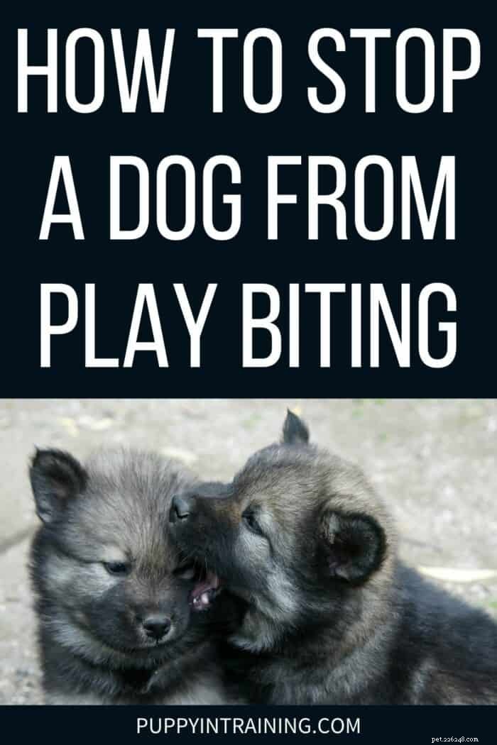 Come impedire a un cane di giocare a morsi
