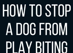 Comment empêcher un chien de jouer en mordant 