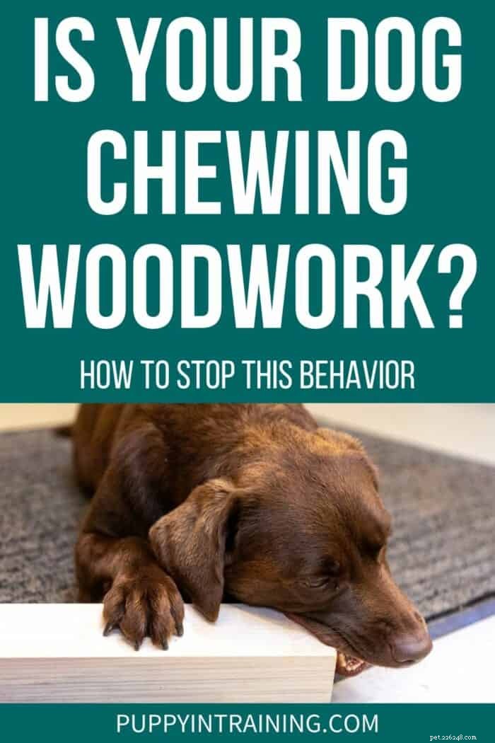Hoe u kunt voorkomen dat uw hond op houtwerk kauwt [plinten, meubels, enz.]