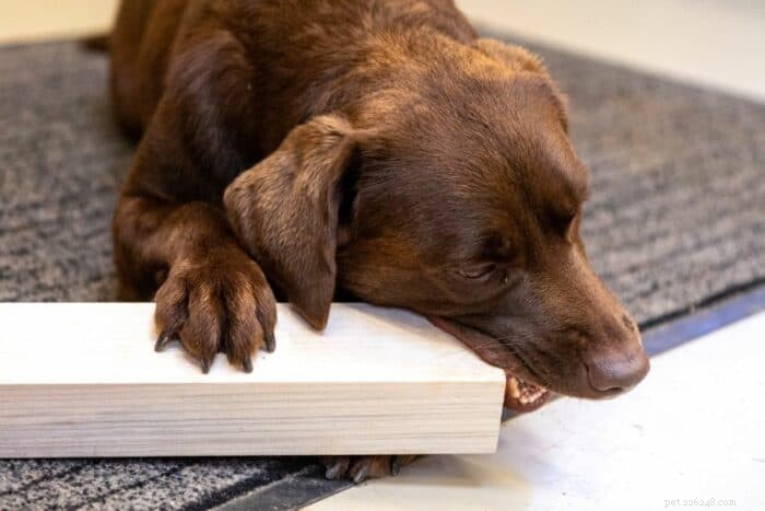 Come impedire al cane di masticare oggetti in legno [battiscopa, mobili, ecc.]