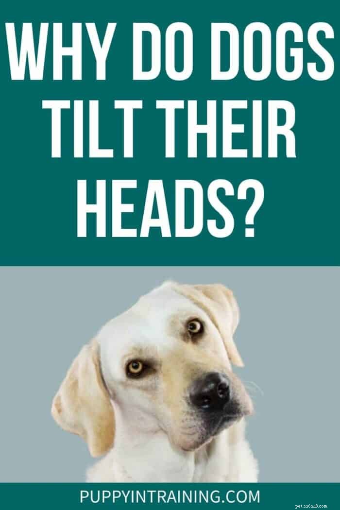 개가 머리를 기울이는 이유는 무엇입니까? A (대부분) 정상적인 행동 설명