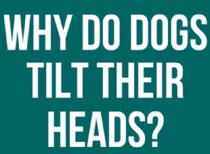 개가 머리를 기울이는 이유는 무엇입니까? A (대부분) 정상적인 행동 설명