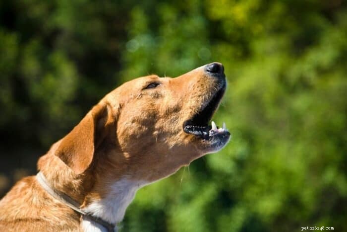 Hur du stoppar din hund från överdrivet, störande skällande