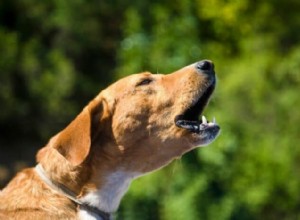 Как отучить вашу собаку от чрезмерного, раздражающего лая