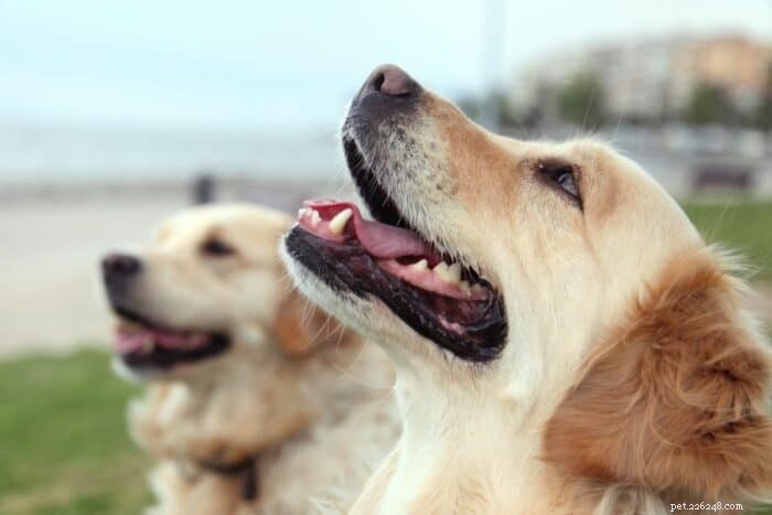 犬の善良な市民のテストに合格するように犬を訓練するにはどうすればよいですか？ 
